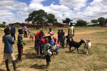Vets for Africa: Mejora de la nutrición a través de la mejora de la ganadería en Malawi.